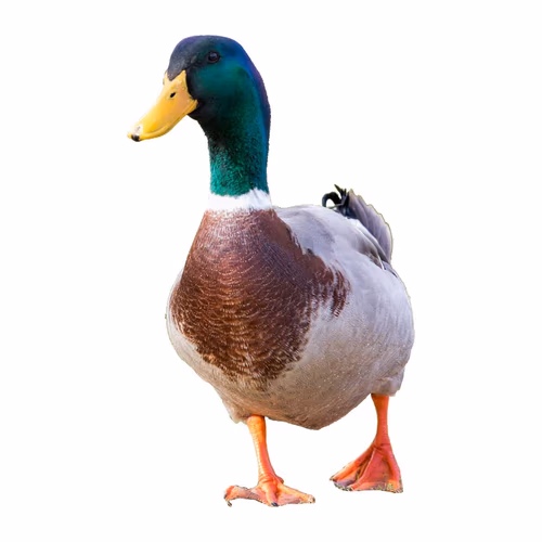 Male Common Mallard Duck Standing