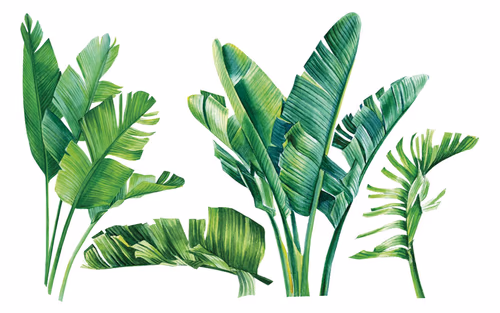 Best Tropical Frame