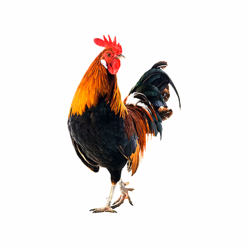 Rooster Bantam Crows Isolate